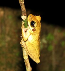 Cayenne Slender-Legged Treefrog photo 5