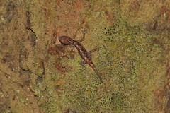 Cnemaspis siamensis