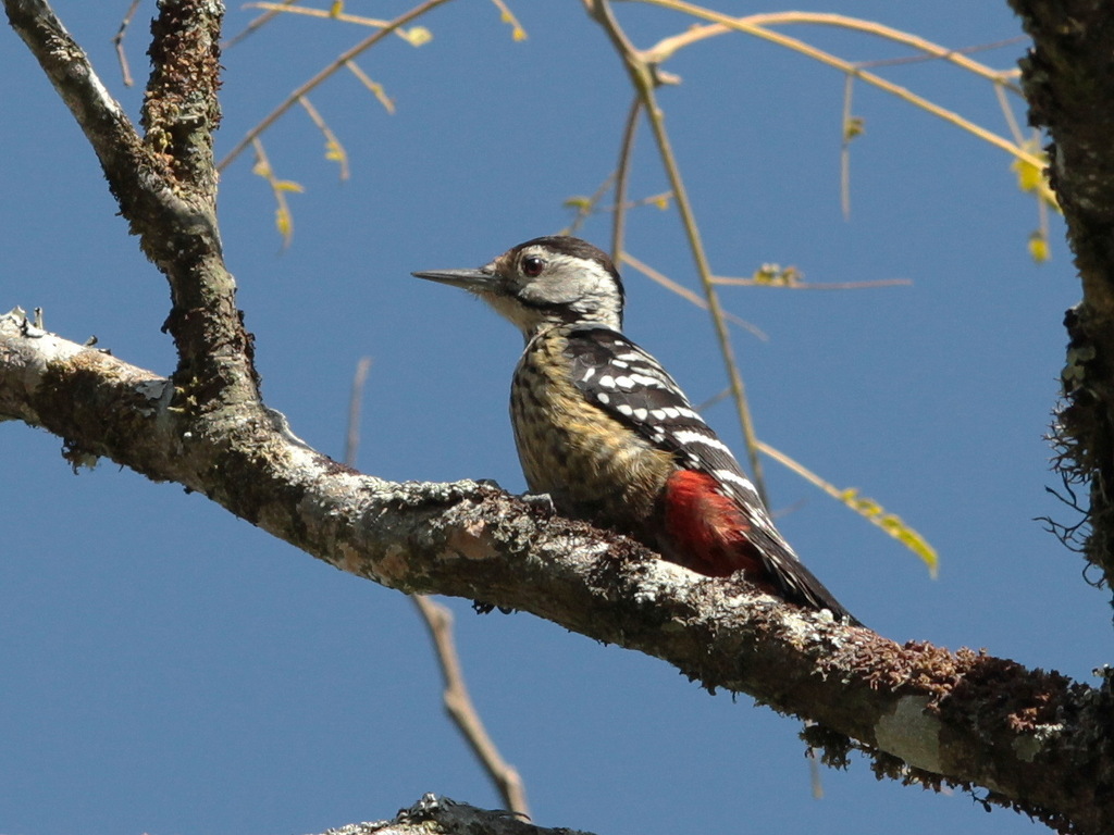 Stripe-breasted Woodpecker (Dendrocopos atratus) photo