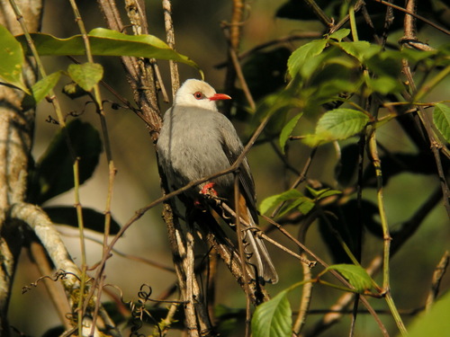 White-headed Bulbul (Hypsipetes thompsoni), photo 7