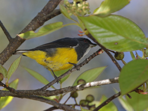Yellow-bellied Flowerpecker (Pachyglossa melanozantha), photo 2