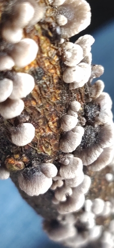 Resupinatus trichotis