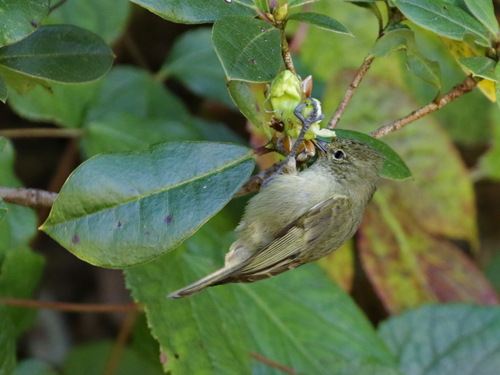 Yellow-browed Tit (Sylviparus modestus), photo 9