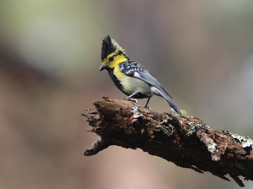 Yellow-cheeked Tit (Machlolophus spilonotus), photo 7