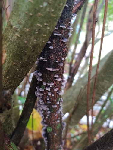 Resupinatus trichotis (Photo 2 of 9)