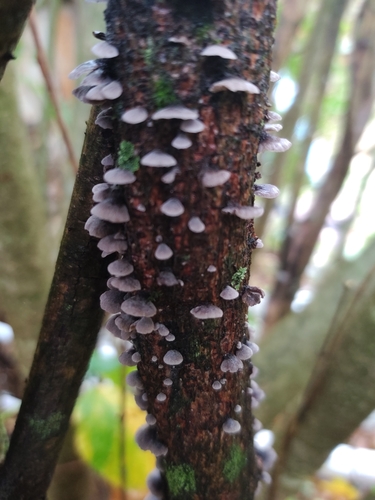 Resupinatus trichotis (Photo 3 of 9)