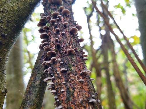 Resupinatus trichotis (Photo 4 of 9)