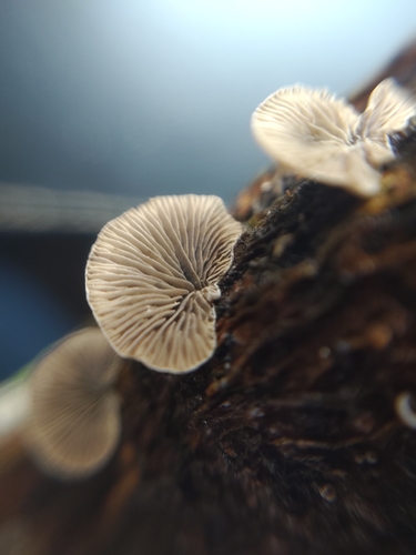 Resupinatus trichotis (Photo 5 of 9)