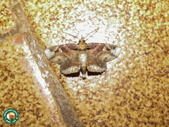 Peteroma denticulata