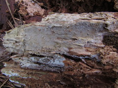 Botryobasidium vagum