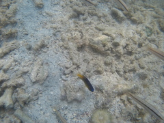 Stegastes leucostictus