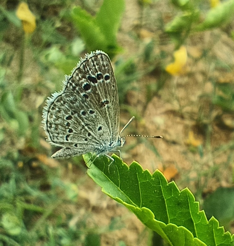 Lesser Grass Blue