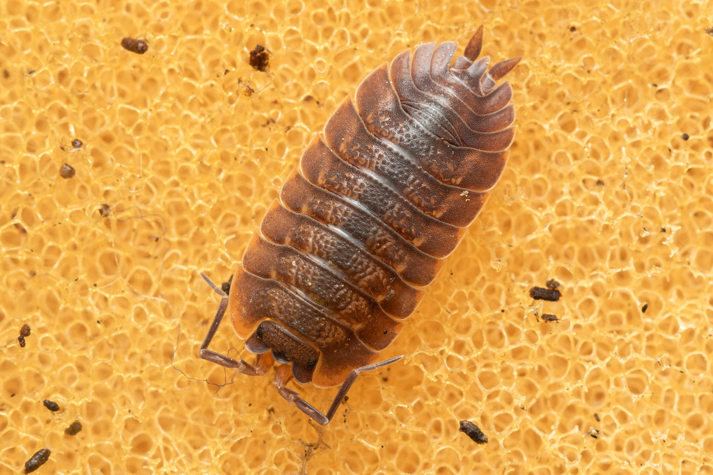 Trachelipus rhinoceros