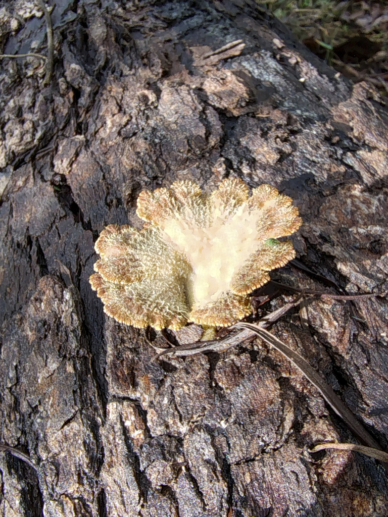 Schizophyllum commune · August 2025 · photo: © alfamax (iNaturalist, cc-by)