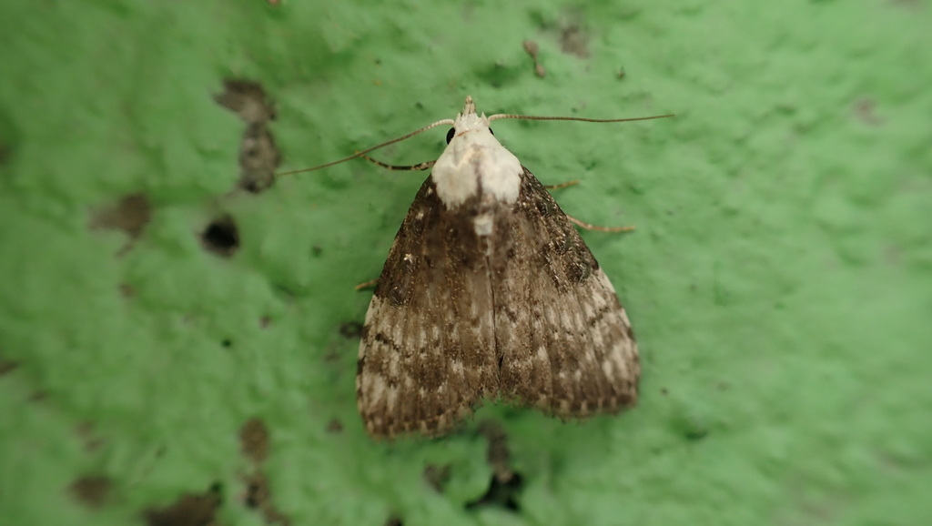 Manoba obscurialata