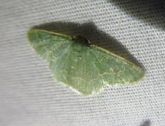 Chlorochlamys phyllinaria