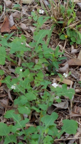 Viereck's winged rockcress (Sibara viereckii)