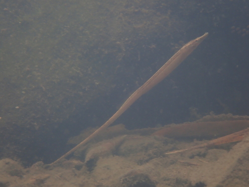 Zoetwaterzeenaald van Retzius (Microphis retzii) — Syngnathidae