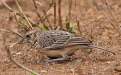 Mirafra rufocinnamomea