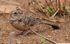 Mirafra rufocinnamomea