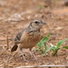 Flappet Lark - Photo (c) copper, some rights reserved (CC BY-NC)