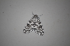 Lymantria singapura