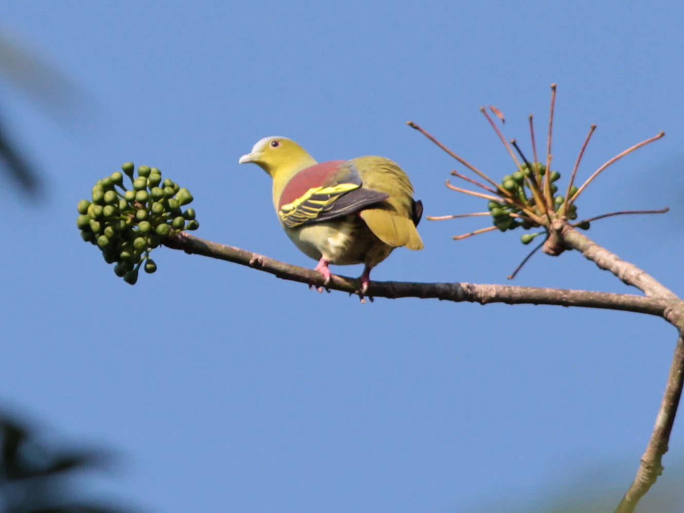 Ashy-headed Green Pigeon