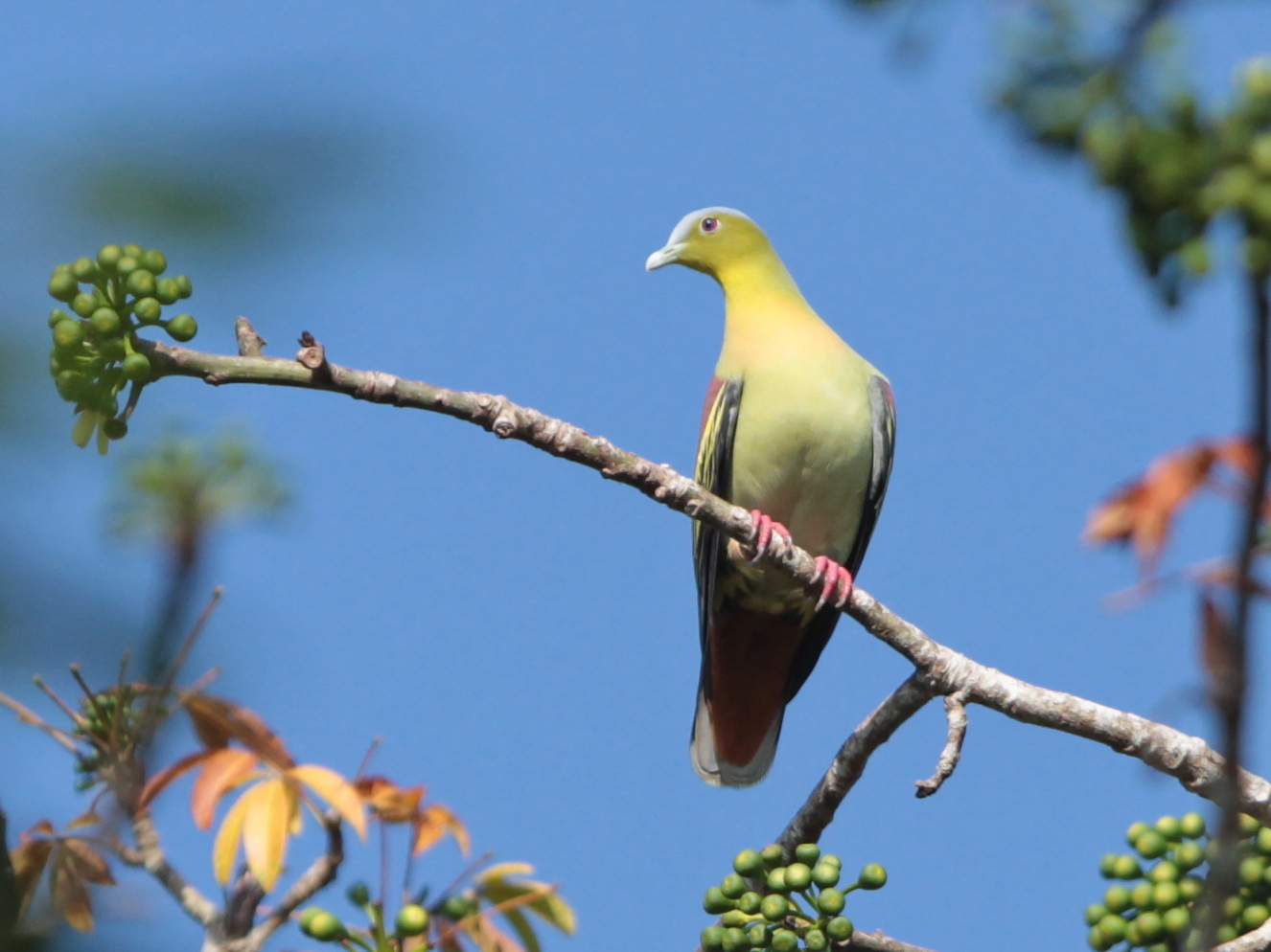 Ashy-headed Green Pigeon