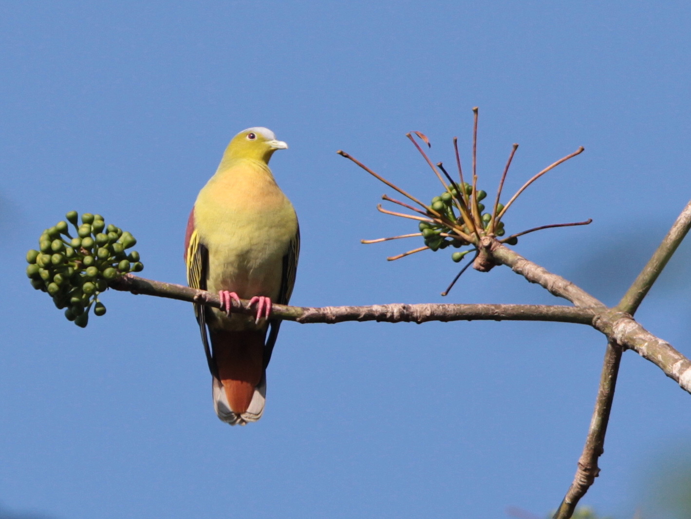 Ashy-headed Green Pigeon