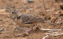 Mirafra rufocinnamomea