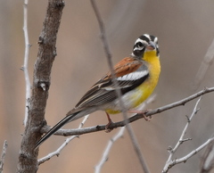 Emberiza flaviventris kalaharica
