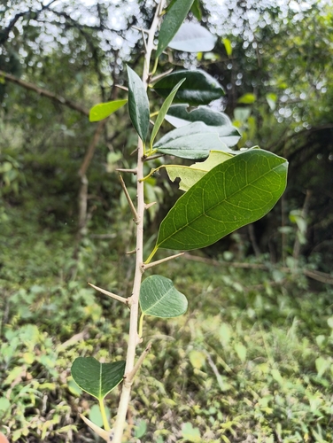 spiny maclura (Maclura spinosa)