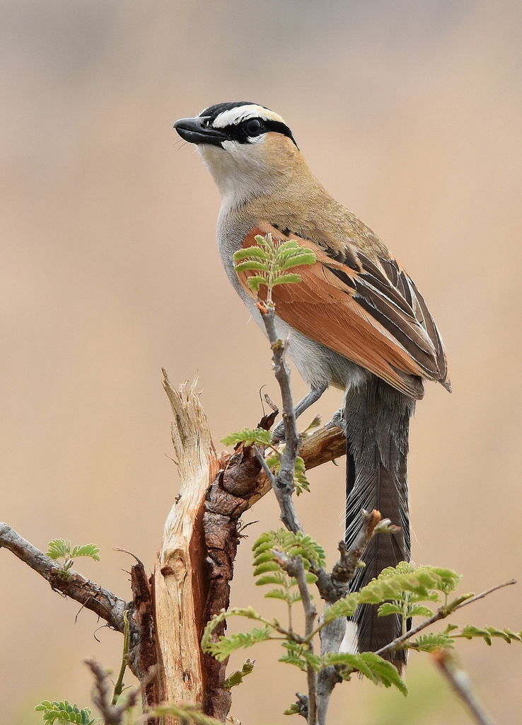Black-crowned Tchagra (Tchagra senegalus) photo