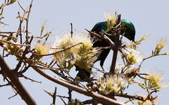 Combretum mossambicense