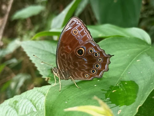 Lorquin's Satyr