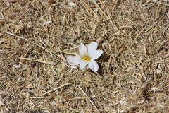 Zephyranthes andina