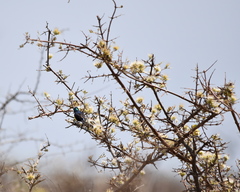Combretum mossambicense