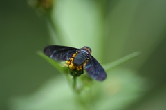 Cyananthrax cyanopterus