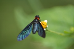 Cyananthrax cyanopterus