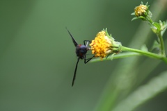 Cyananthrax cyanopterus