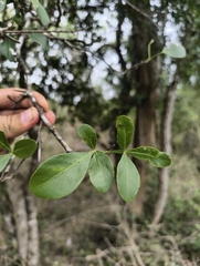 Pleiospermium alatum