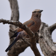 Coracias naevius mosambicus