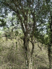 Pleiospermium alatum, photograph author not stated, no rights reserved