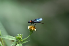 Cyananthrax cyanopterus