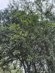 Pleiospermium alatum, photograph author not stated, no rights reserved