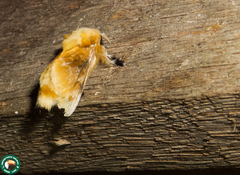 Megalopyge megalopygae