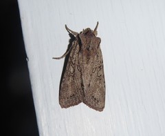 Ichneutica averilla