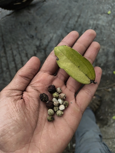 Wight's hackberry (Celtis philippensis)