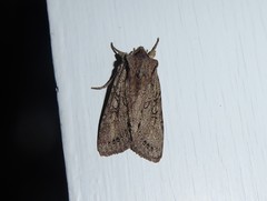 Ichneutica averilla