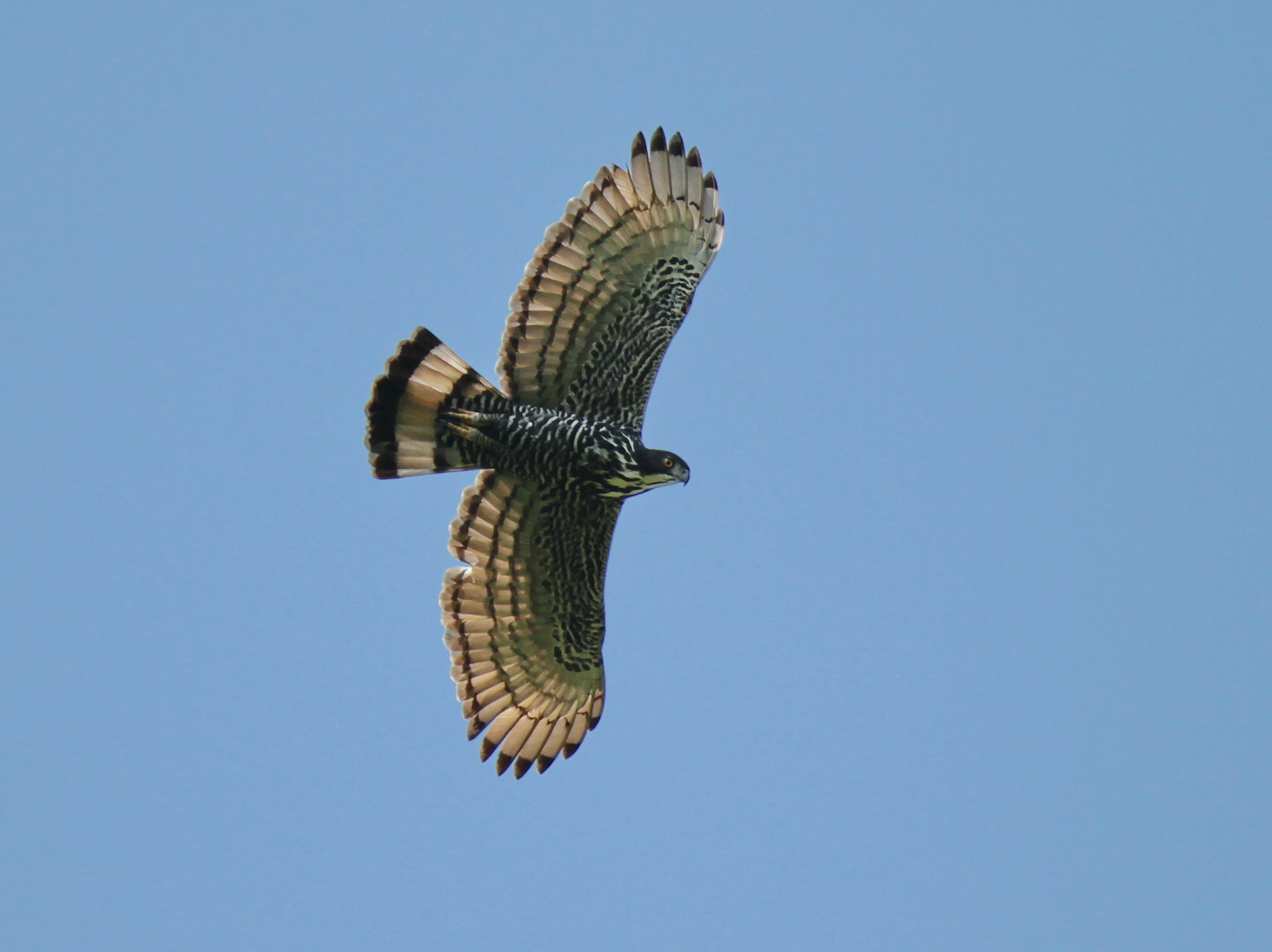 Blyth's Hawk-Eagle (Nisaetus alboniger)